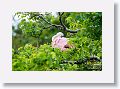 04d-011 * Roseate Spoonbill * Roseate Spoonbill