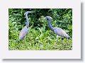 04d-014 * Tricolored Herons * Tricolored Herons