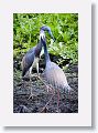 04d-015 * Tricolored Herons * Tricolored Herons