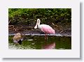 04d-020 * Roseate Spoonbill * Roseate Spoonbill