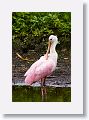 04d-021 * Roseate Spoonbill * Roseate Spoonbill