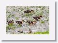 04d-025 * Merganser Duck chicks * Merganser Duck chicks