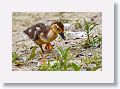 04d-031 * Merganser Duck chick * Merganser Duck chick