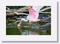 04d-038 * Roseate Spoonbill * Roseate Spoonbill