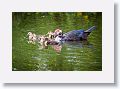 04d-043 * Merganser Duck with chicks * Merganser Duck with chicks