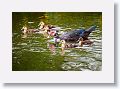 04d-044 * Merganser Duck with chicks * Merganser Duck with chicks