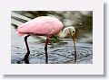 04d-046 * Roseate Spoonbill * Roseate Spoonbill