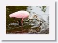 04d-047 * Roseate Spoonbill * Roseate Spoonbill