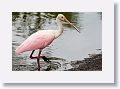 04d-048 * Roseate Spoonbill * Roseate Spoonbill