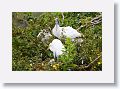 04d-049 * Great Egret and Wood Storks * Great Egret and Wood Storks