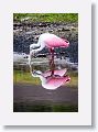 04d-051 * Roseate Spoonbills * Roseate Spoonbills