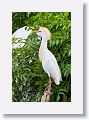 04d-057 * Cattle Egret in breeding plumage * Cattle Egret in breeding plumage