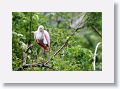 04d-059 * Roseate Spoonbill * Roseate Spoonbill