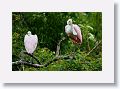 04d-060 * Roseate Spoonbills * Roseate Spoonbills