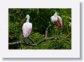 04d-061 * Roseate Spoonbills * Roseate Spoonbills