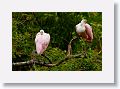 04d-062 * Roseate Spoonbills * Roseate Spoonbills