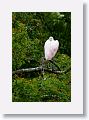 04d-063 * Roseate Spoonbill * Roseate Spoonbill