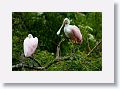 04d-064 * Roseate Spoonbills * Roseate Spoonbills