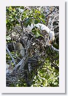 04b-002 * Cattle Egret * Cattle Egret