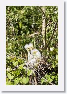 04b-007 * Great Egrets * Great Egrets