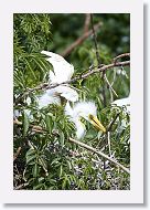 04b-010 * Great Egret * Great Egret