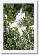 04b-011 * Great Egret * Great Egret