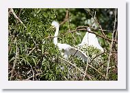 04b-012 * Great Egret * Great Egret