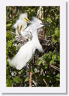 04b-013 * Great Egrets with Cattle Egret * Great Egrets with Cattle Egret