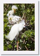 04b-014 * Great Egrets with Cattle Egret * Great Egrets with Cattle Egret