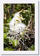 04b-015 * Great Egrets * Great Egrets