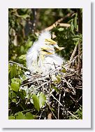 04b-016 * Great Egrets * Great Egrets