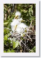 04b-017 * Great Egrets * Great Egrets