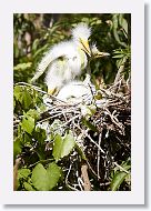 04b-018 * Great Egrets * Great Egrets