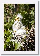 04b-019 * Great Egrets * Great Egrets