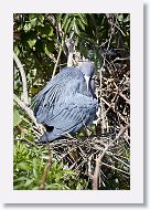 04b-020 * Little Blue Heron * Little Blue Heron