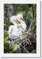 04b-021 * Great Egrets * Great Egrets