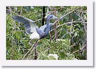 04b-022 * Tricolored Heron * Tricolored Heron