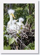 04b-023 * Great Egrets * Great Egrets