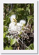 04b-024 * Great Egrets * Great Egrets