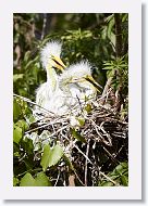 04b-025 * Great Egrets * Great Egrets