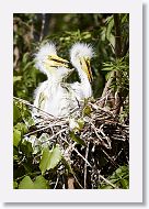 04b-026 * Great Egrets * Great Egrets