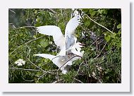 04b-027 * Cattle Egrets * Cattle Egrets