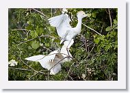 04b-028 * Cattle Egrets * Cattle Egrets