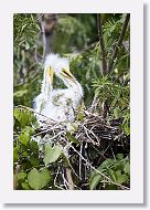 04b-029 * Great Egrets * Great Egrets