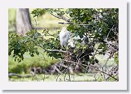 04b-030 * Cattle Egret * Cattle Egret