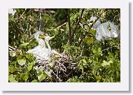 04b-031 * Great Egrets * Great Egrets