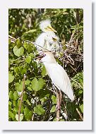 04b-032 * Great Egrets with Cattle Egret * Great Egrets with Cattle Egret