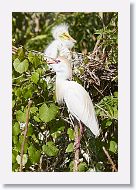 04b-033 * Great Egrets with Cattle Egret * Great Egrets with Cattle Egret