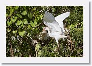 04b-034 * Cattle Egrets * Cattle Egrets