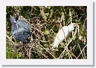 04b-035 * Little Blue Heron and Cattle Egret * Little Blue Heron and Cattle Egret